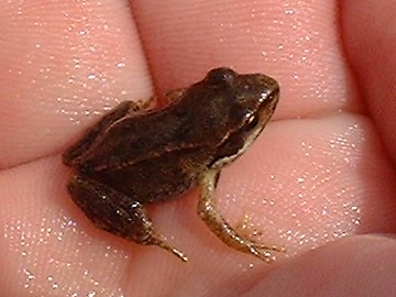 Frog juvenile