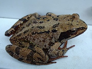 Common Frog