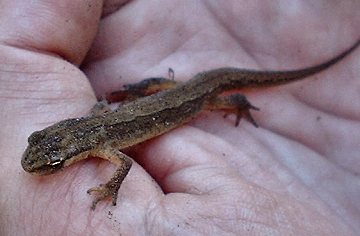 Common Newt