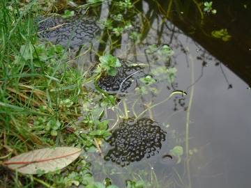 Frog spawn feb 2004