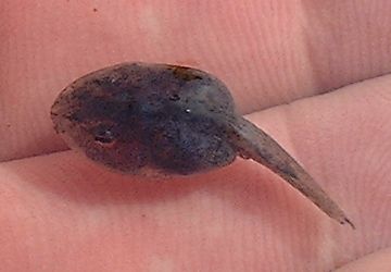 Tadpole