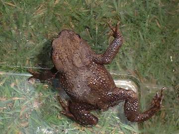 Common toad