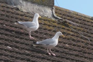 Herring Gull