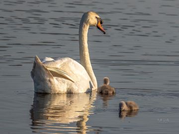 Mute swan Keith Wells