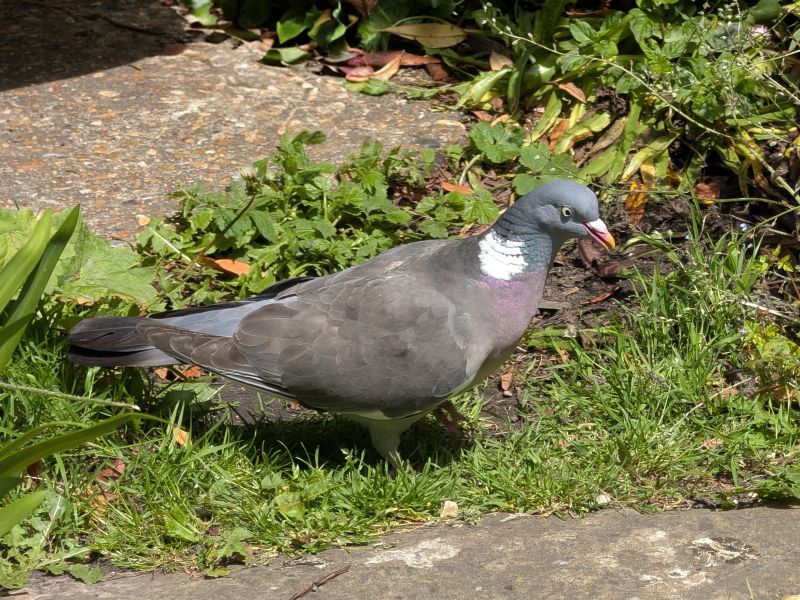 Wood Pigeon