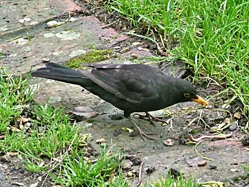 Blackbird