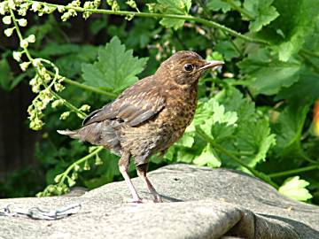 Blackbird juvenile