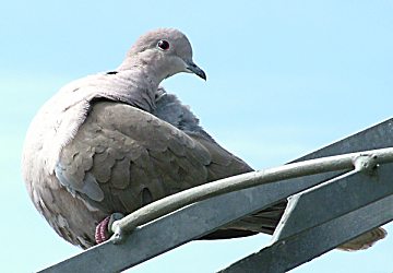 Collared Dove