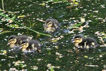 4 Mallard Ducklings