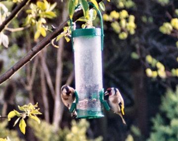 goldfinch