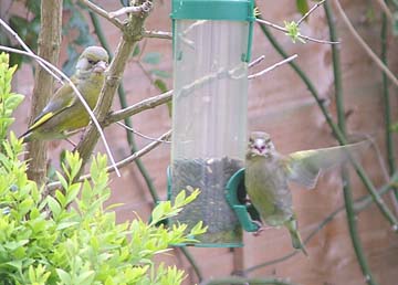 greenfinch