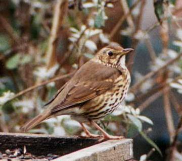 Song Thrush