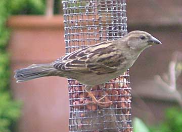Sparrow