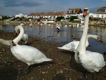 Mute Swans