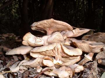 Honey fungus