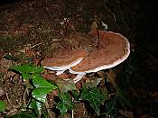 bracket fungus