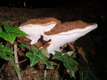 Ganoderma australe