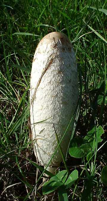 Shaggy Ink Cap
