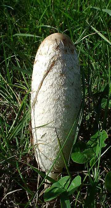 Shaggy Ink Cap