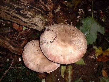 Agaricus sp.