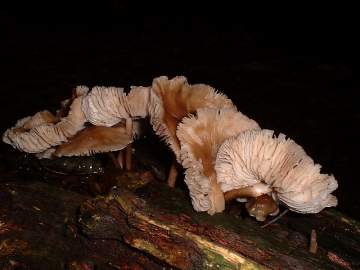 Mycena galericulata