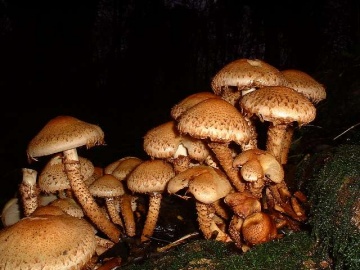 pholiota