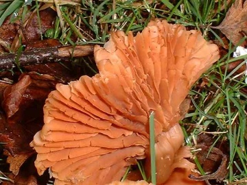 Tubaria