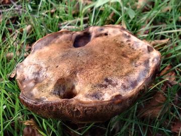 Boletus spp.