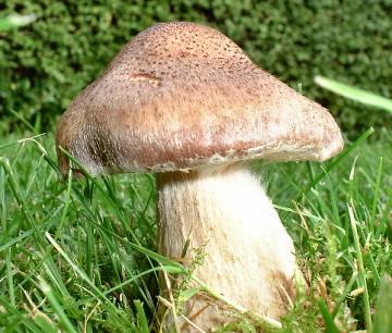 Armillaria