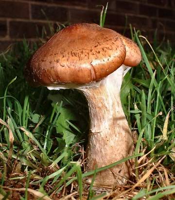 Armillaria