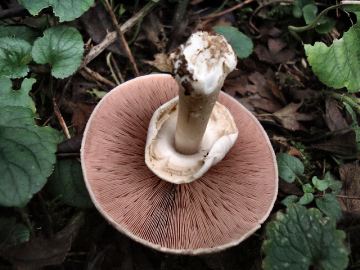 Agaricus underside