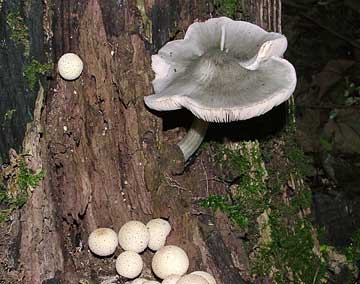 pluteus