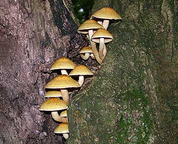 Golden Pholiotas