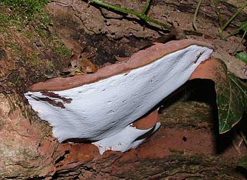 ganoderma