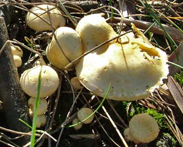 fungi