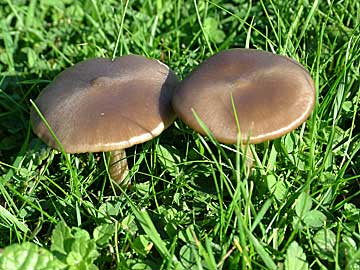 Entoloma sericeum