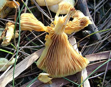fungi