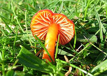 waxcap