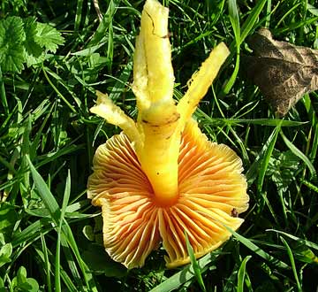 waxcap