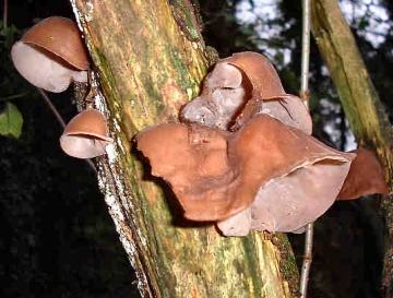 Hirneola auricula-judae