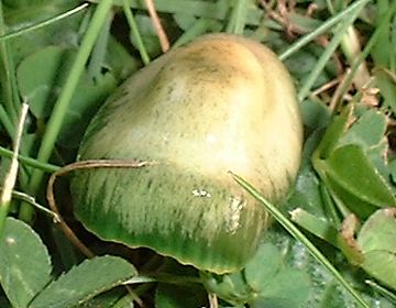 Hygrocybe_psittacina