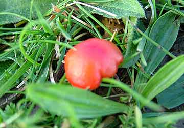 waxcap