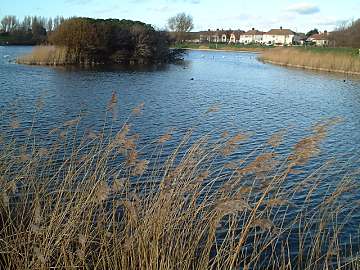 Phragmites