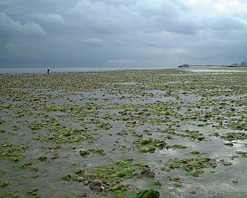 Rock pools at low tide