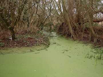 Cokeham Drainage ditches