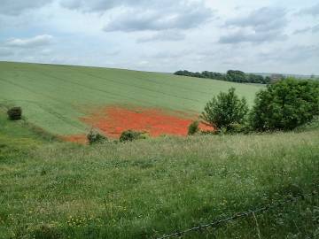 bartons fields