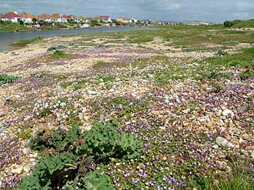 lagoon ivy toadflax