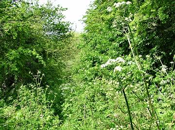 Mashbarn Lane