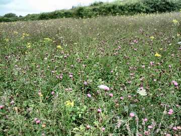 lancing meadow