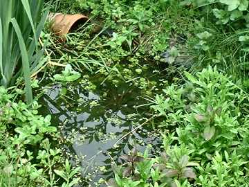 pond May